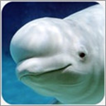 白鲸模拟器海洋生存冒险手游